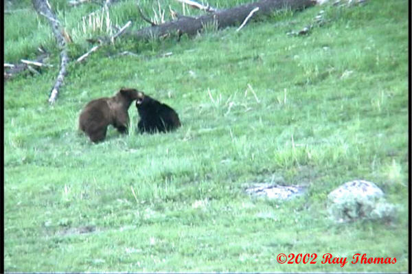 bbear09.jpg
